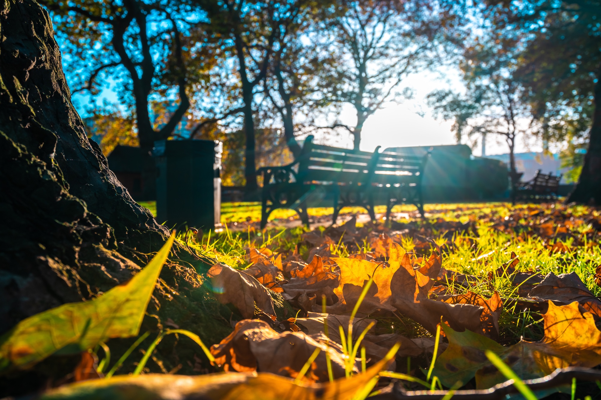 Sonnenlicht fällt durch herbstliche Bäume auf eine leere Parkbank – bunte Blätter am Boden