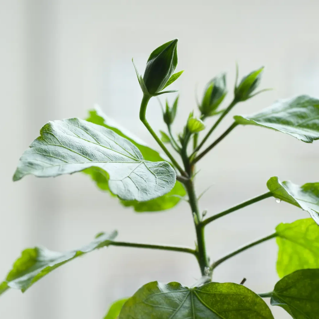 Grüne Pflanze mit frischen Blättern im Praxisraum