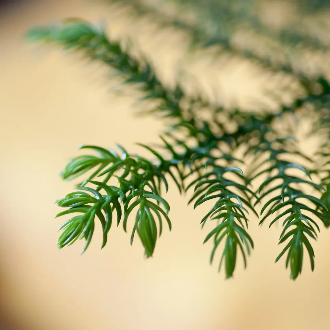 Nahaufnahme eines grünen Zweigs mit unscharfem Hintergrund